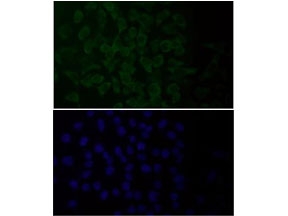 Immunofluorescent staining of FFPE human HeLa cells with HAPLN1 antibody (green) and DAPI nuclear stain (blue). HIER: steam section in pH6 citrate buffer for 20 min.