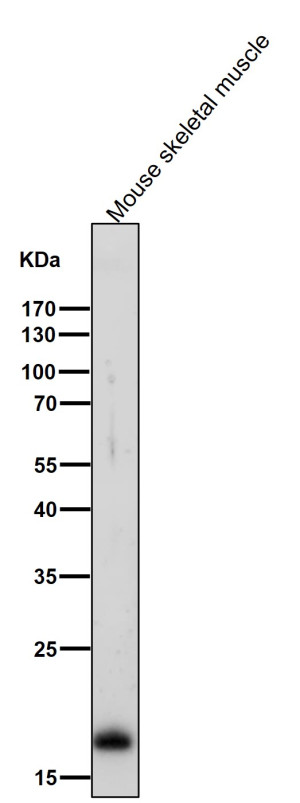 MLC2 Monoclonal Antibody FHO-13 by WB in Mouse Skeletal Muscle Western blot testing of mouse skeletal muscle lysate with MLC2 Monoclonal Antibody clone FHO-13 at a 1:5000 dilution. A prominent band is observed at approximately 19 kDa, consistent with the expected molecular weight of MYL2/MLC2. A weaker higher molecular weight band is also visible, while the dominant immunoreactive signal produced by this Myosin Light Chain 2 Rabbit Monoclonal corresponds to the expected target size.