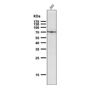Western blot testing of human HEK293 cell lysate with BiP antibody. Predicted molecular weight: ~73 kDa, but routinely observed at 70-78 kDa.