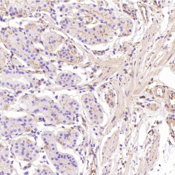 GLUT1 Antibody immunohistochemistry analysis in human stomach tissue. FFPE human stomach section shows HRP-DAB brown membranous and cytoplasmic staining in gastric epithelial cells lining glandular structures, consistent with GLUT1 (SLC2A1) localization in metabolically active epithelial cell populations. Surrounding stromal cells show minimal background staining. The section was stained using GLUT1 antibody at 1:800 dilution.
