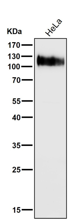 Western blot testing of human HeLa cell lysate with CD107A antibody. This heavily glycosylated protein of 417 amino acids is visualized at up to 140 kDa.