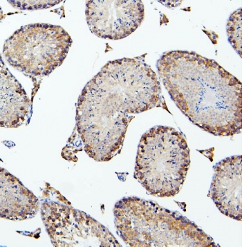 IHC staining of FFPE mouse testis tissue with PEF1 antibody. HIER: boil tissue sections in pH8 EDTA for 20 min and allow to cool before testing.