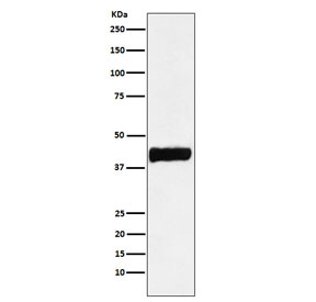 CKB Antibody SH-SY5Y Cell WB. Western blot testing of human SH-SY5Y cell lysate with CKB antibody. Predicted molecular weight ~43 kDa.