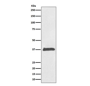 BMP2 Antibody Human HeLa Cell WB. Western blot analysis of human HeLa cell lysate using BMP2 Antibody demonstrates a prominent immunoreactive band at approximately 35-37 kDa. Although the mature BMP2 monomer is expected at approximately 13-14 kDa, Bone Morphogenetic Protein 2 (BMP2) is synthesized as a larger precursor protein that undergoes proteolytic processing and maturation. The observed molecular weight is therefore consistent with detection of precursor or partially processed BMP2 species. BMP2 is a member of the TGF-beta superfamily and functions as a key osteogenic growth factor involved in skeletal development, tissue regeneration, cellular differentiation, and morphogenetic signaling pathways.