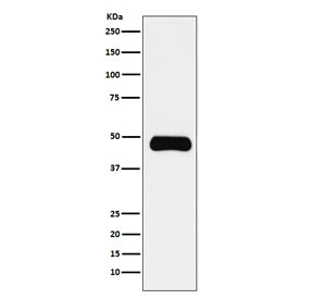 ETS1 Antibody Daudi WB. Western blot testing of human Daudi cell lysate with ETS1 antibody. Predicted molecular weight ~51 kDa.