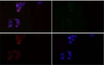 Immunofluorescence of Glutamine Synthetase Antibody in HeLa cells. HeLa cells show weak cytoplasmic fluorescence (green) consistent with Glutamate-ammonia ligase (GLUL) localization, while nuclei are counterstained with DAPI (blue). Phalloidin-TRITC (red) highlights actin filaments. The merged image demonstrates faint cytoplasmic GLUL staining surrounding the nuclei without nuclear overlap. The Glutamine Synthetase Antibody was used at a 1:50 dilution.