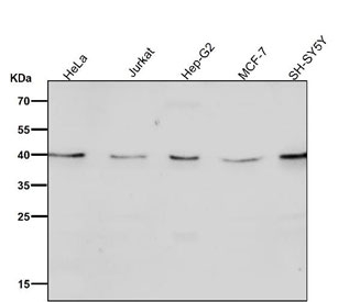 Western blot testing of human cell lysates with CD152 antibody. Predicted molecular weight ~25 kDa but may be observed at higher molecular weights due to glycosylation.