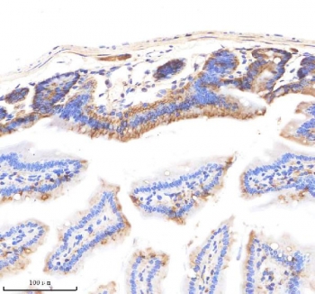 EpCAM Antibody Mouse Small Intestine IHC. Immunohistochemistry staining of FFPE mouse small intestine tissue using EpCAM Antibody demonstrates strong membranous HRP-DAB brown staining throughout the intestinal epithelial lining, including enterocytes lining the villi and crypt-associated epithelial structures. The staining pattern is consistent with expression of Epithelial Cell Adhesion Molecule (EPCAM/CD326), a transmembrane glycoprotein involved in epithelial cell adhesion, maintenance of tissue architecture, and regulation of epithelial differentiation. Prominent membrane localization highlights the organized epithelial compartment of the intestinal mucosa and is consistent with the established expression of EPCAM in gastrointestinal epithelial tissues. The observed staining supports the use of EpCAM as a marker for epithelial cell identification, tissue organization studies, and investigations of intestinal epithelial biology. HIER: boil tissue sections in pH 8 EDTA buffer for 20 minutes and allow to cool before testing.