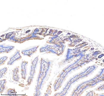 EpCAM Antibody Mouse Small Intestine Villus IHC. Immunohistochemistry staining of FFPE mouse small intestine tissue using EpCAM Antibody demonstrates distinct membranous HRP-DAB brown staining along the epithelial lining of intestinal villi and crypt structures. The staining pattern is consistent with expression of Epithelial Cell Adhesion Molecule (EPCAM/CD326), a cell surface glycoprotein that mediates epithelial cell adhesion and contributes to maintenance of epithelial integrity and tissue architecture. Strong localization at epithelial cell borders highlights the highly organized nature of the intestinal mucosa and is consistent with the established expression of EPCAM throughout gastrointestinal epithelial compartments. The observed staining supports the use of EpCAM as a marker for epithelial cell identification, intestinal epithelial differentiation, and studies of epithelial tissue organization. HIER: boil tissue sections in pH 8 EDTA buffer for 20 minutes and allow to cool before testing.