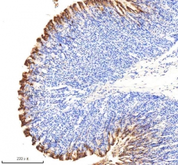 IHC staining of FFPE mouse stomach tissue with NQO1 antibody. HIER: boil tissue sections in pH8 EDTA for 20 min and allow to cool before testing.