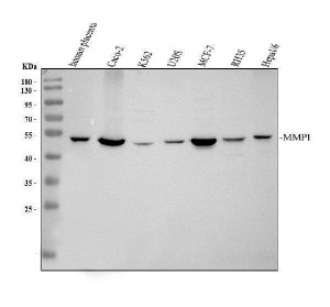MMP1 Antibody Human, Rat and Mouse WB. Western blot analysis using MMP1 Antibody / Interstitial Collagenase Antibody. Lane 1: human placenta; Lane 2: human Caco-2 cells; Lane 3: human K562 cells; Lane 4: human U-2 OS cells; Lane 5: human MCF-7 cells; Lane 6: rat RH35 cells; Lane 7: mouse Hepa1-6 cells. A specific band is detected at approximately 54 kDa in all samples, consistent with the predicted molecular weight of the MMP1 proenzyme (pro-MMP1). These results support the use of MMP1 Antibody / Interstitial Collagenase Antibody for studying extracellular matrix remodeling, interstitial collagenase expression and cancer-associated tissue remodeling across human, rat and mouse samples.