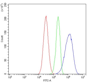 Flow cytometry testing of human HepG2 cells with Hsp60 antibody at 1ug/million cells (blocked with goat sera); Red=cells alone, Green=isotype control, Blue= Hsp60 antibody.