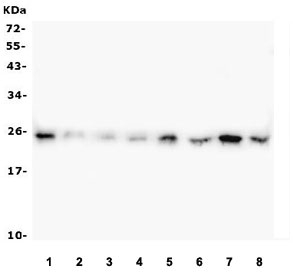 Western blot testing of 1) human HepG2, 2) human CCRF-CEM, 3) monkey COS-7, 4) human SW620, 5) human ThP-1, 6) rat PC-12, 7) rat RH35 and 8) mouse NIH3T3 with HMGB1 antibody. Predicted molecular weight ~25 kDa.
