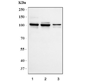 Nucleolin Antibody Rabbit Polyclonal western blot analysis. Lane 1: human K562 lysate, Lane 2: human HeLa lysate, Lane 3: monkey COS-7 lysate. A band is detected at approximately 100-110 kDa, consistent with the commonly observed migration of Nucleolin / NCL despite a predicted molecular weight of approximately 77 kDa. The higher apparent size is well documented for this nucleolar phosphoprotein and reflects extensive post-translational modification and acidic domain composition that alter SDS-PAGE migration.
