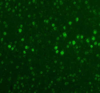 Immunofluorescent staining of FFPE mouse brain tissue with Fox2 antibody (green). HIER: steam section in pH8 EDTA buffer for 20 min.
