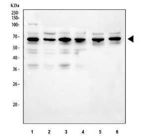 Western blot testing of 1) human U-2 OS, 2) human Caco-2, 3) human A431, 4) human U-87 MG, 5) rat C6 and 6) mouse NIH 3T3 cell lysate with Fox2 antibody. Expected molecular weight ~41 kDa.