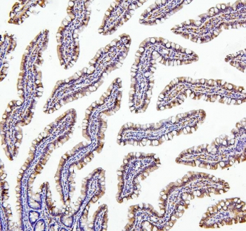 IHC staining of FFPE rat intestine with Thioredoxin 2 antibody. HIER: boil tissue sections in pH6, 10mM citrate buffer, for 20 min and allow to cool before testing.
