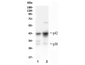 Western blot testing of 1) rat lung and 2) mouse lung lysate with CEBP Alpha antibody.