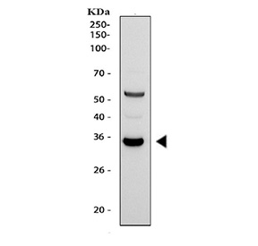 Western blot testing of human A549 cell lysate with Tafazzin antibody. Expected molecular weight ~33 kDa.