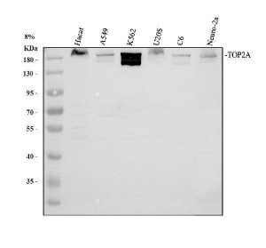 TOP2A Antibody Human, Rat and Mouse WB. Western blot analysis of human HaCaT (lane 1), A549 (lane 2), K562 (lane 3), and U-2 OS (lane 4) whole cell lysates, along with rat C6 (lane 5) and mouse Neuro-2a (lane 6) whole cell lysates using TOP2A Antibody / Topoisomerase II Alpha Antibody at 0.5 ug/ml. A specific band was detected at approximately 174 kDa in all samples, consistent with the expected molecular weight of TOP2A. This TOP2A Antibody, also called Topoisomerase II Alpha Antibody, is suitable for studies of DNA replication, chromosome segregation, cell proliferation, and cancer biology.