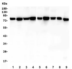 Western blot testing of rat 1) heart, 2) kidney, 3) liver, 4) spleen and mouse 5) heart, 6) kidney, 7) liver, 8) spleen and 9) NIH 3T3 lysate with MSN antibody. Predicted molecular weight ~68 kDa but routinely observed at 68-78 kDa.