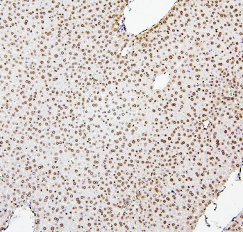 IHC staining of FFPE mouse liver with Histone H1.0 antibody. HIER: boil tissue sections in pH6, 10mM citrate buffer, for 20 min and allow to cool before testing.