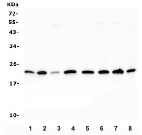 Western blot testing of human 1) HeLa, 2) Jurkat, 3) HepG2, 4) COLO 320, 5) Raji, 6) HEK293, 7) K562 and 8) ThP-1 lysate with PTGES3 antibody. Predicted molecular weight ~23 kDa.