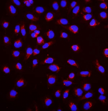 Immunofluorescent staining of FFPE human U-2 OS cells with SGK1 antibody (red) and DAPI nuclear stain (blue). HIER: steam section in pH6 citrate buffer for 20 min.