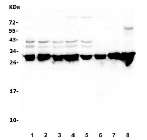 Western blot testing of 1) human HeLa, 2) human A549, 3) monkey COS-7, 4) human Raji, 5) human Caco-2, 6) human Jurkat, 7) mouse brain and 8) rat brain lysate with YWHAZ antibody. Predicted molecular weight ~28 kDa.