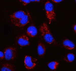 PCK2 Antibody HeLa Cell IF. PCK2 was detected in HeLa cells following enzyme-mediated antigen retrieval for 15 minutes. The cells were blocked with 10% goat serum and incubated overnight at 4Â°C with rabbit anti-PCK2 antibody at 5 ug/ml. A Cy3-conjugated goat anti-rabbit IgG secondary antibody was used at 1:500, and nuclei were counterstained with DAPI. PCK2 staining appears red and displays a punctate cytoplasmic pattern consistent with the mitochondrial distribution of the target protein, while nuclei appear blue. PCK2 Antibody, a mitochondrial gluconeogenesis enzyme antibody, supports cellular localization and metabolic pathway studies.