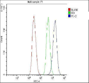 PCK2 Antibody MCF7 Breast Cancer Cell FACS. Intracellular flow cytometry analysis was performed using human MCF7 breast cancer cells fixed with 4% paraformaldehyde and permeabilized before staining. Cells were blocked with 10% normal goat serum and incubated with rabbit anti-PCK2 antibody at 1 ug per million cells for 30 minutes at 20Â°C, followed by a Fluoro488-conjugated goat anti-rabbit IgG secondary antibody. The blue trace represents PCK2 staining, the green trace represents the isotype control and the red trace represents unstained cells. The rightward shift demonstrates detectable intracellular PCK2 expression. PCK2 Antibody, a mitochondrial gluconeogenesis enzyme antibody, supports metabolic analysis by flow cytometry.