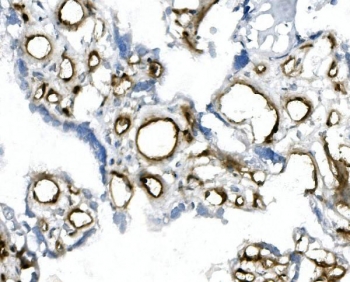 IHC staining of frozen human placenta with MCAM antibody.