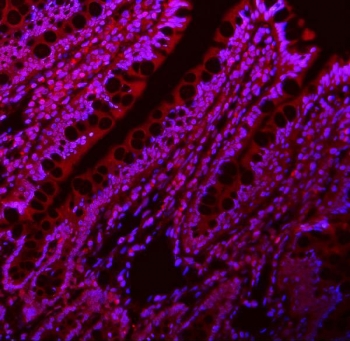 Immunofluorescent staining of FFPE rat intestine with LIN28A antibody (red) and DAPI nuclear stain (blue). HIER: steam section in pH6 citrate buffer for 20 min.