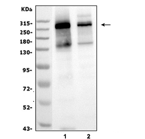 Western blot testing of mouse 1) spleen and 2) thymus tissue lysate with NUP214 antibody. Expected molecular weight: 214-280 kDa.