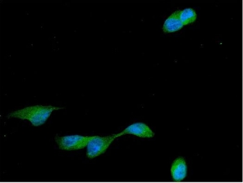 Immunofluorescent staining of FFPE human U-2 OS cells with Cyclin B2 antibody (green) and DAPI nuclear stain (blue). HIER: steam section in pH6 citrate buffer for 20 min.