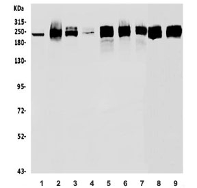 Western blot testing of 1) human HeLa, 2) monkey COS-7, 3) human A549, 4) human PC-3, 5) human Caco-2, 6) human SW620, 7) human HEK293, 8) rat PC-12 and 9) mouse testis lysate with POLR2A antibody. Routinely observed molecular weight: 200-250 kDa.