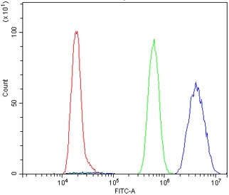 Flow cytometry testing of rat NRK cells with U2AF65 antibody at 1ug/million cells (blocked with goat sera); Red=cells alone, Green=isotype control, Blue= U2AF65 antibody.