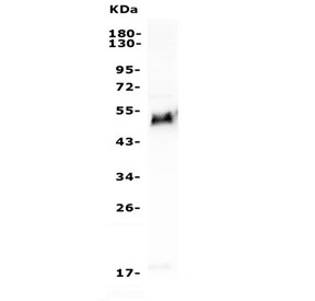 GATA3 Antibody Jurkat WB. Western blot analysis of human Jurkat cell lysate using GATA3 Antibody / Multi-Application Research Antibody demonstrates a distinct band at approximately 50 kDa, consistent with the predicted molecular weight of GATA binding protein 3 / GATA3, a zinc finger transcription factor involved in T-cell lineage specification, epithelial differentiation, and transcriptional regulation.