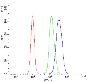 GATA3 Antibody 293T FACS. Flow cytometry analysis of human 293T cells stained with GATA3 Antibody / Multi-Application Research Antibody demonstrates a clear rightward shift of the positive cell population relative to the isotype control, consistent with detection of GATA binding protein 3 / GATA3 expression in transfected epithelial-derived cells. Red=cells alone, Green=isotype control, Blue=GATA3 antibody. Cells were blocked with goat sera prior to staining.