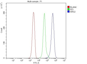 Arginase 2 Antibody Jurkat Cell FACS. Flow cytometry analysis of fixed and permeabilized human Jurkat cells using Arginase 2 Antibody. Cells were blocked with 10% normal goat serum and incubated with the antibody at 1 ug/million cells for 30 minutes at 20Â°C, followed by Fluoro488-conjugated goat anti-rabbit IgG. The histogram shows ARG2 staining (blue), isotype control (green) and unstained cells (red). A strong fluorescence shift is observed with ARG2 staining relative to the isotype control. This Arginase 2 Antibody, also called Mitochondrial Arginase Antibody, detects intracellular ARG2 in human Jurkat cells by flow cytometry for studies of mitochondrial arginine metabolism.