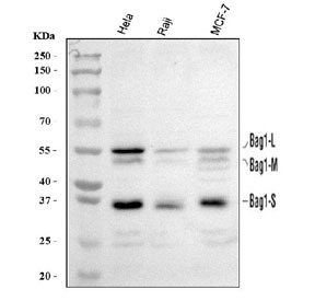 Western blot testing of human 1) HeLa, 2) Raji and 3) MCF7 cell lysate with BAG-1 antibody. Predicted molecular weight ~50 kDa (long form), 29-33 (short form).