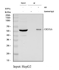 Immunoprecipitation of DDX6 protein from 500ug of human HepG2 whole cell lysate with 2ug of DDX6 antibody.