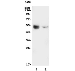 Western blot testing of human 1) K562 and 2) HL-60 lysate with GATA2 antibody. Predicted molecular weight ~51 kDa.