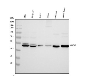 GATA2 Antibody Human, Rat and Mouse WB. Western blot analysis of human HEL (lane 1), SH-SY5Y (lane 2), K562 (lane 3), and SiHa (lane 4) cell lysates, rat heart (lane 5), and mouse heart (lane 6) tissue lysates with GATA2 Antibody at 0.5 ug/ml. A prominent band is detected at approximately 51 kDa, consistent with the expected molecular weight of GATA2. Detection across human, rat, and mouse samples demonstrates recognition of endogenous GATA2. This GATA2 Antibody, also called GATA Binding Protein 2 Antibody, supports studies of transcriptional regulation, hematopoiesis, cellular differentiation, and developmental biology.