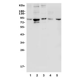Western blot testing of human 1) A431, 2) HepG2, 3) U-2 OS, 4) rat PC-12 and 5) mouse thymus lysate.