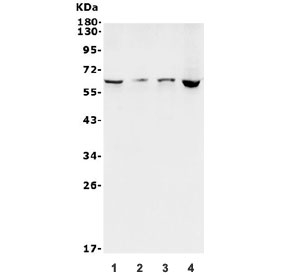 Western blot testing of 1) human SH-SY5Y, 2) rat C6, 3) mouse Neuro-2a and 4) human HEK293 lysate with LGI1 antibody. Predicted molecular weight ~64 kDa.