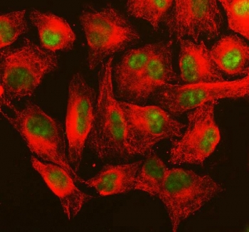 MSH6 Antibody Rabbit Polyclonal for IF staining of FFPE human A549 cells. Immunofluorescence analysis shows nuclear green signal corresponding to MutS homolog 6 (MSH6), consistent with the nuclear localization of this DNA mismatch repair protein. Alpha Tubulin monoclonal antibody (red) highlights the cytoskeletal microtubule network within the cytoplasm. HIER: steam section in pH 6 citrate buffer for 20 min.