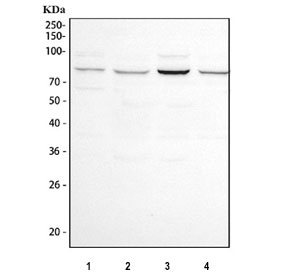NOX5 Antibody Human Cell Line WB. Western blot testing of human 1) Jurkat, 2) Raji, 3) HeLa and 4) 293T cell lysate with NOX5 antibody. Predicted molecular weight: ~86 kDa.