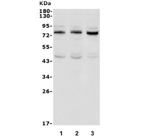 Western blot testing of human 1) HeLa, 2) A549 and 3) HepG2 cell lysate with TAB2 antibody. Predicted molecular weight ~72 kDa.