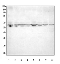 Western blot testing of human 1) K562, 2) HEK293, 3) HeLa, 4) Jurkat, 5) HepG2, 6) Raji, 7) A549 and 8) SW620 cell lysate with TFEB antibody. A major band is detected at approximately 65 kDa in all samples, which migrates higher than the predicted 53 kDa size and reflects the phosphorylated forms of TFEB. Several cell lines show a faint lower band around 60 kDa, consistent with a less phosphorylated TFEB species.